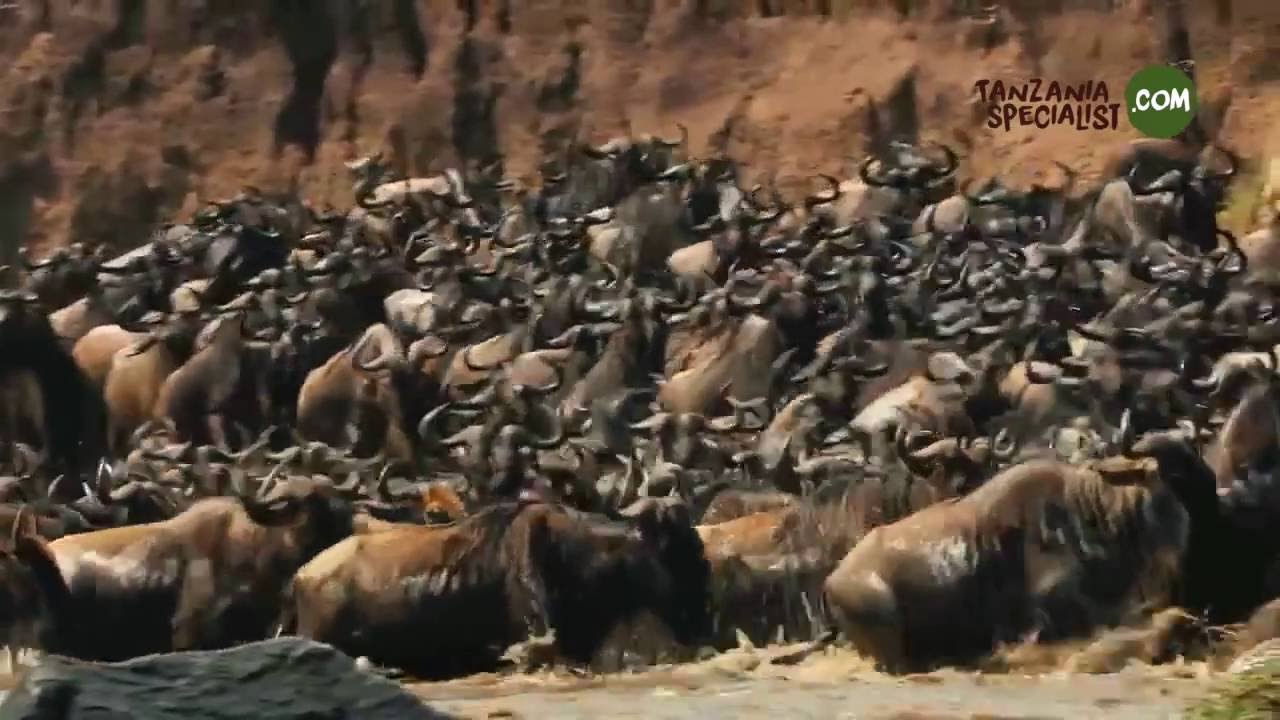 Great Migration HD / grote trek serengeti HD Tanzania Specialist