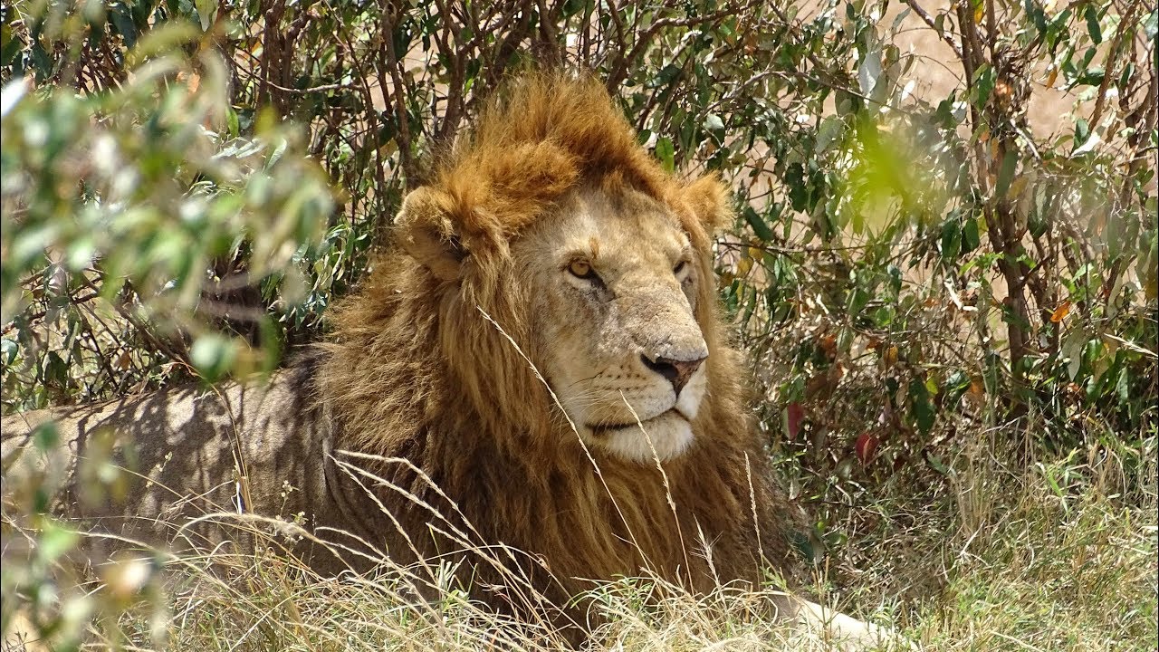 Safari in masai mara Kenya 2018