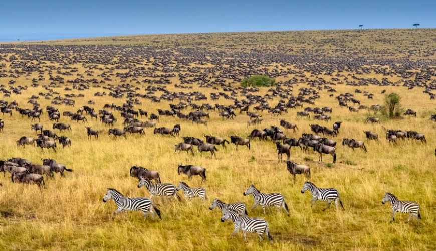Oräkneliga gnuer och zebror springer genom Masai Mara