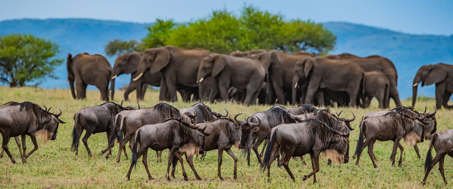 Gnuer och elefanter på savannen i Afrika