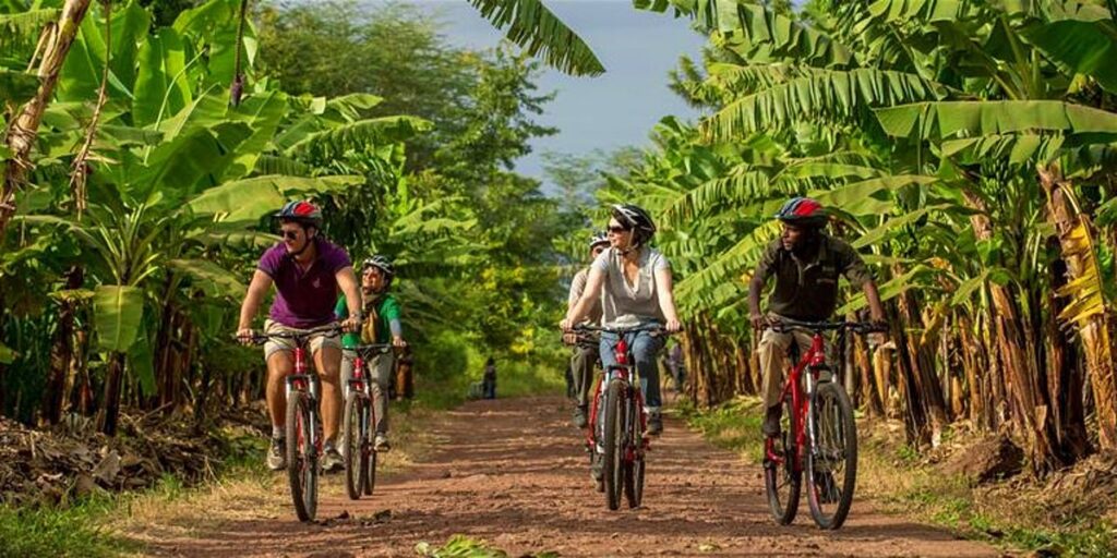 Fem personer cyklar på grusväg genom plantage i Afrika