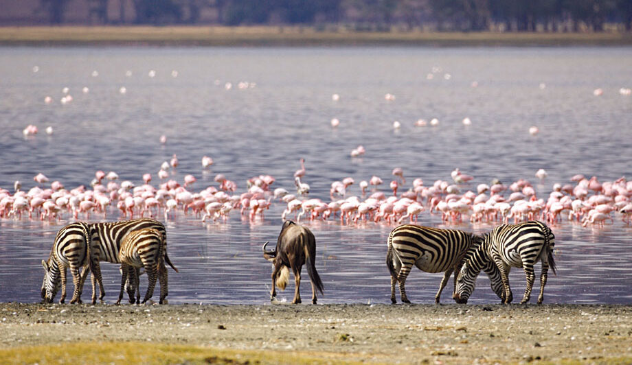 Zebror och flamingos vid sjö i Kenya