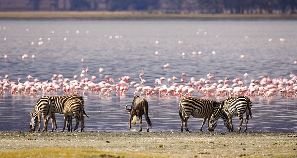 Zebror och flamingos vid sjö i Kenya