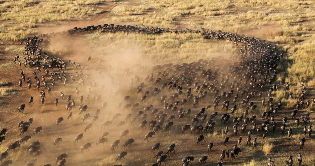 The great migration, den stora gnuvandringen i Masai Mara