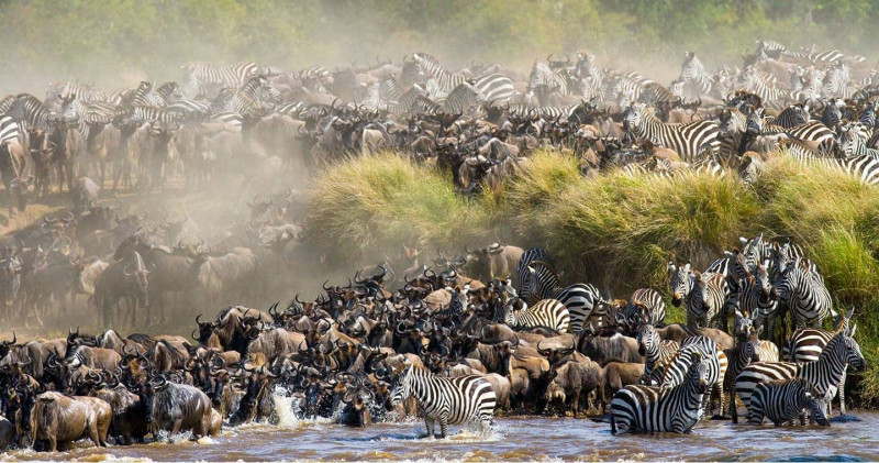 Den stora migrationen i Masai Mara