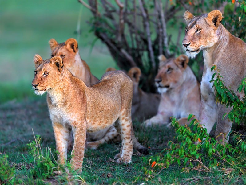 Lejonfamilj på savannen i Afrika