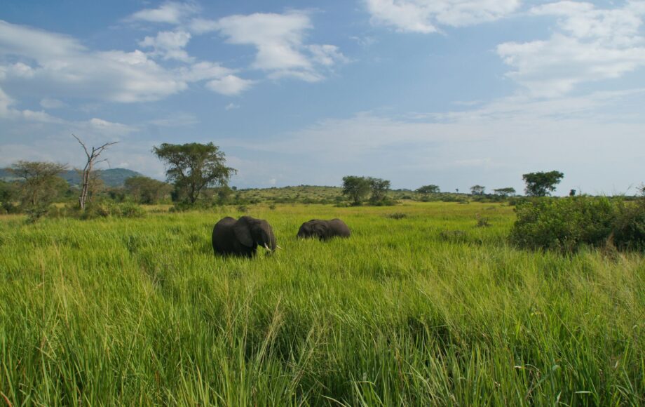Elefanter i det höga gröna gräset i Queen Elizabeth Uganda NP