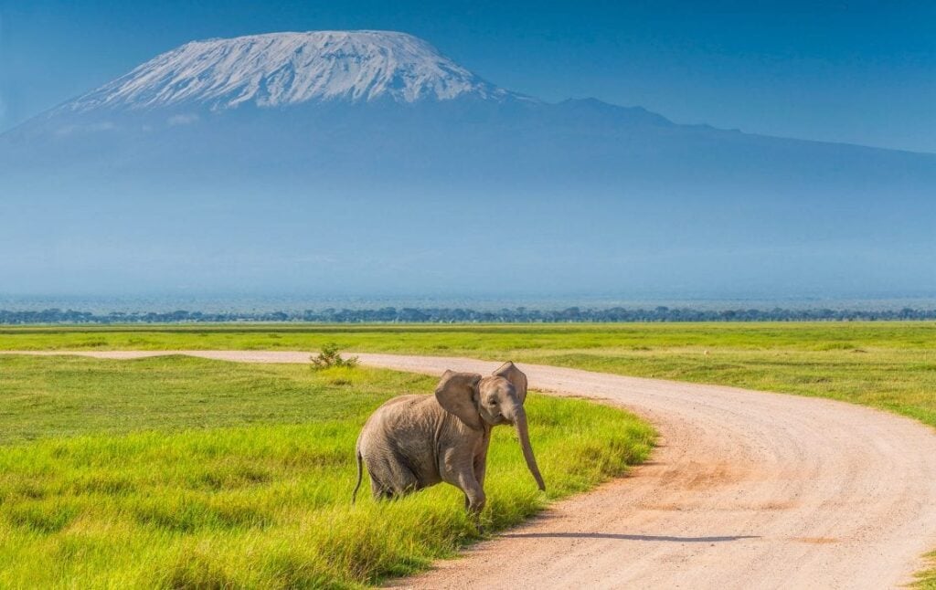 En ung elefant står i grönt gräs bredvid en väg med Kilimanjaro i bakgrunden