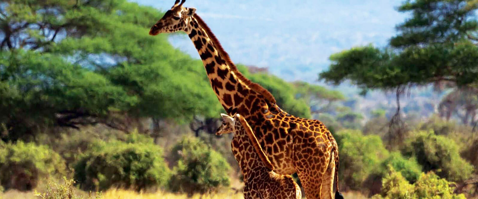 Giraffmamma och giraffunge i ljust gräs med träd i bakgrunden