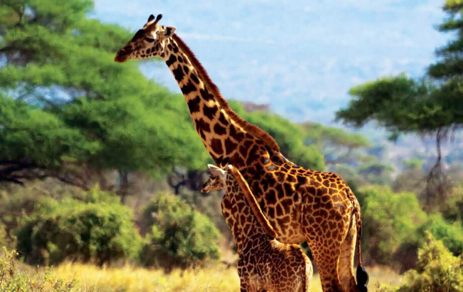 Giraffmamma och giraffunge i ljust gräs med träd i bakgrunden