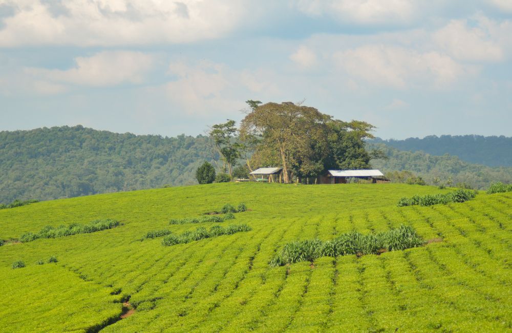 Utsikt över böljande gröna plantagr i Uganda