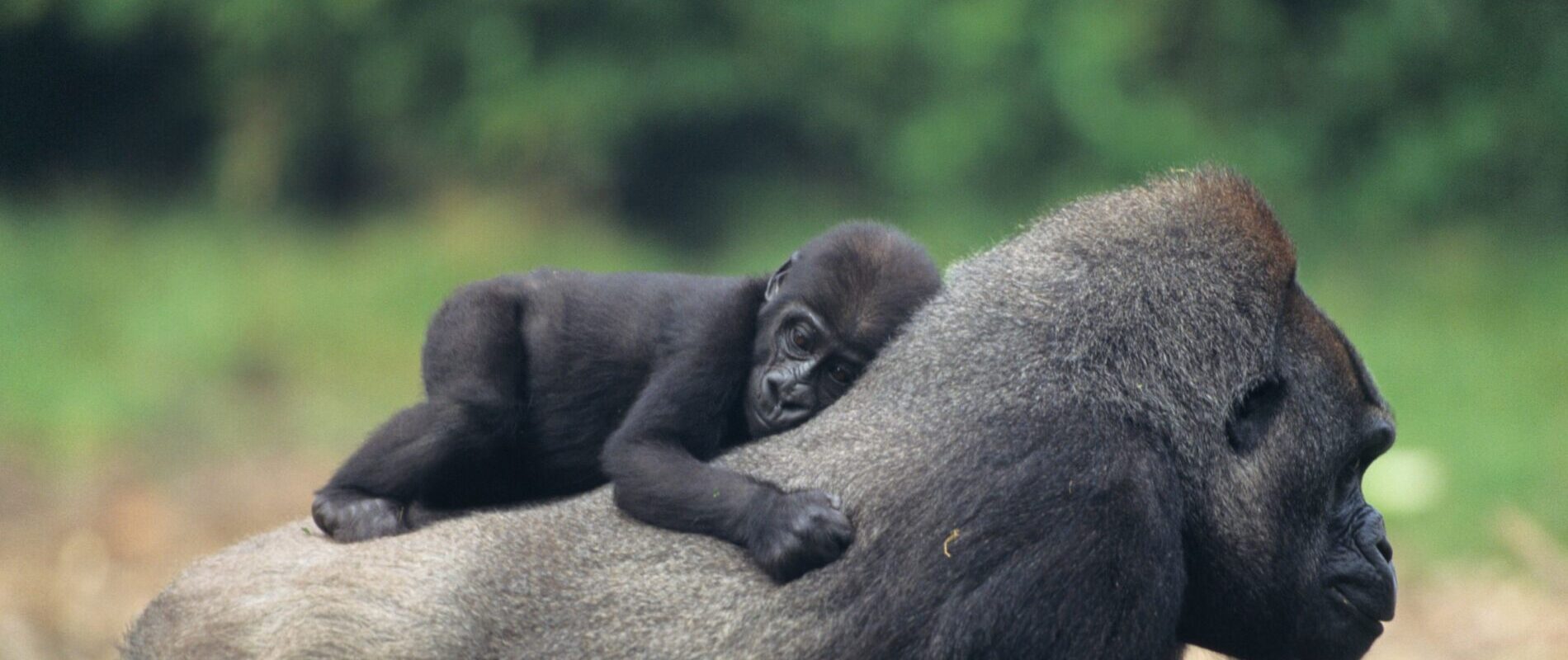 Gorilla mamma med gorillaunge på magen