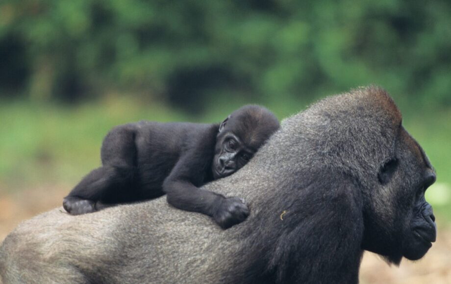 Gorilla mamma med gorillaunge på magen