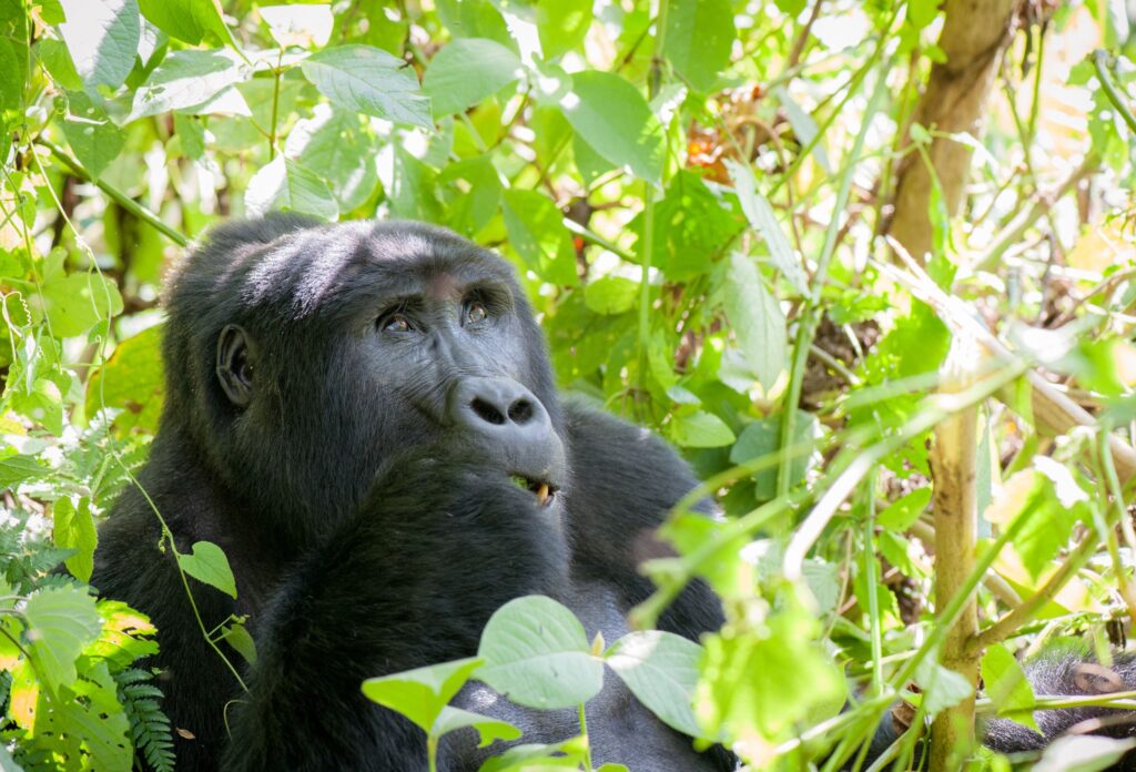 Bergsgorilla i grönt lövverk
