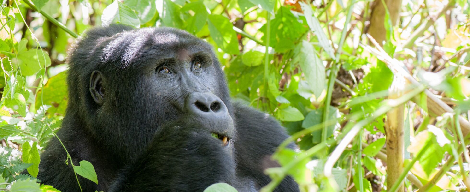 Bergsgorilla i grönt lövverk