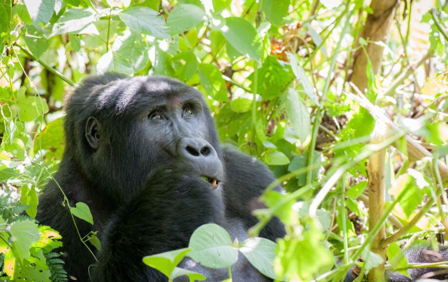 Bergsgorilla i grönt lövverk