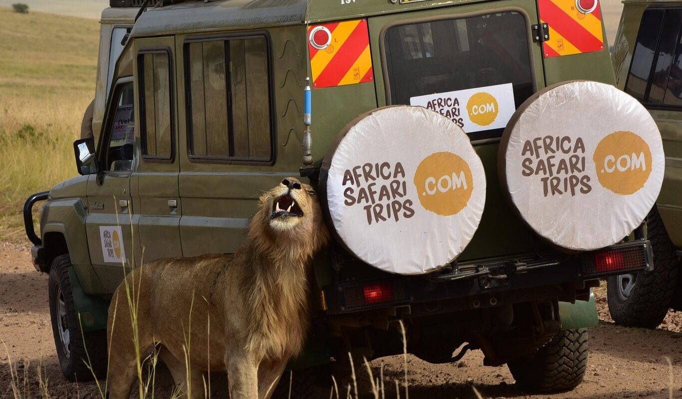Jeep på safari ute på savannen med lejon bredvid
