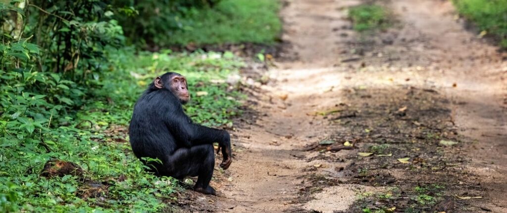 Schimpans i Kibale Uganda