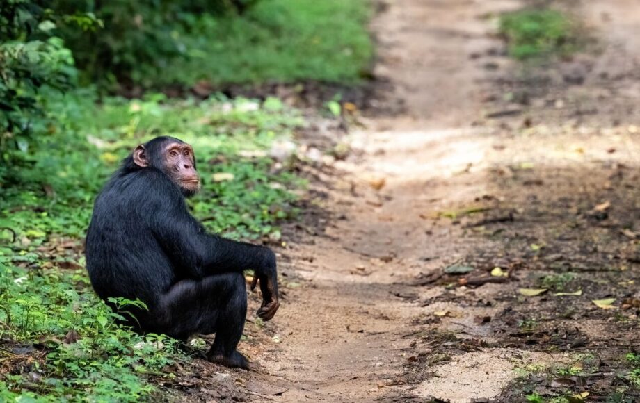 Schimpans i Kibale Uganda