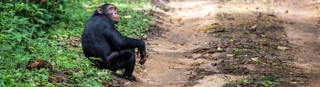 Schimpans i Kibale nationalpark i Uganda