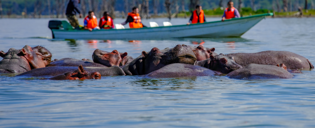 Båtsafari på Lake Naivasha med krokodiler i sjön