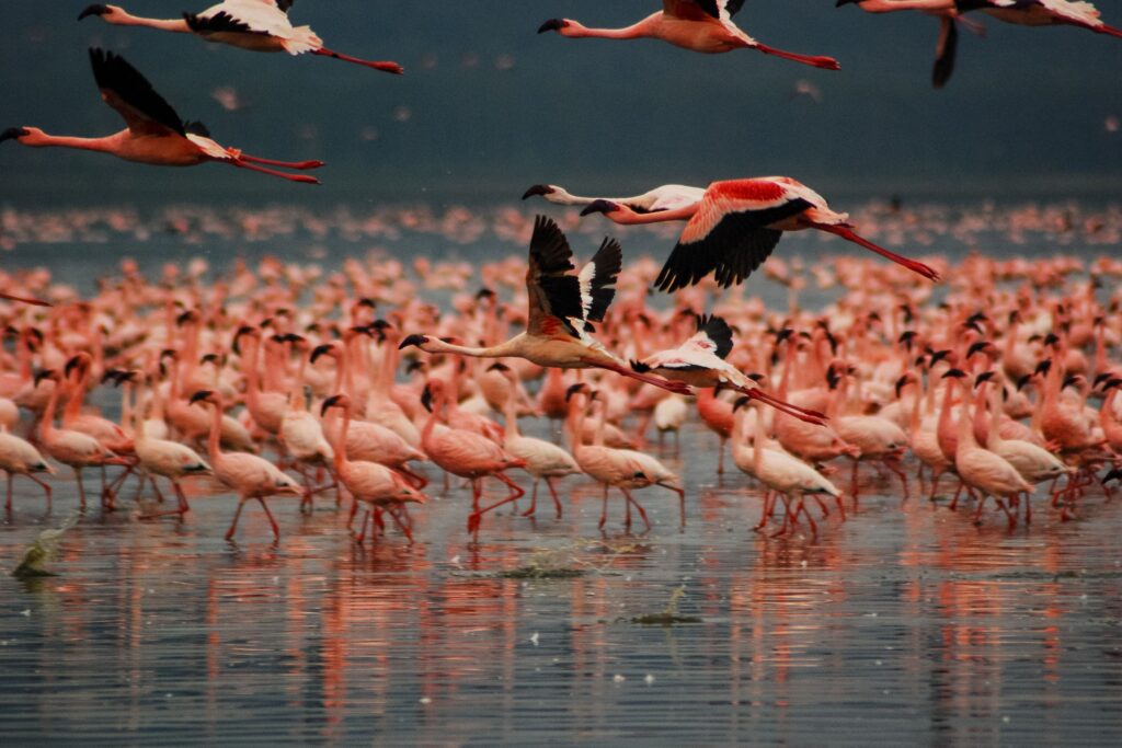 Flamingos vid Lake Nakuru