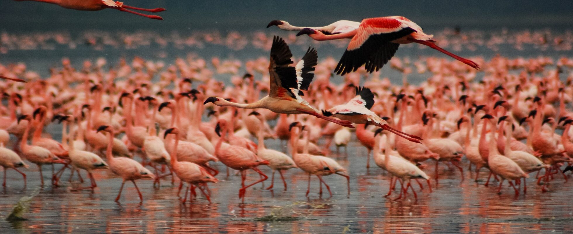 Flamingos vid Lake Nakuru