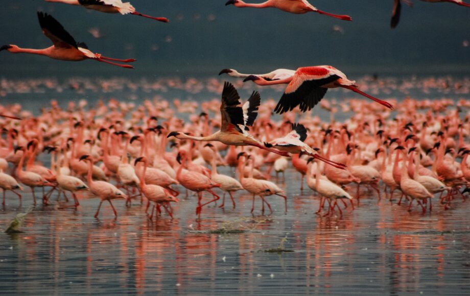 Flamingos vid Lake Nakuru