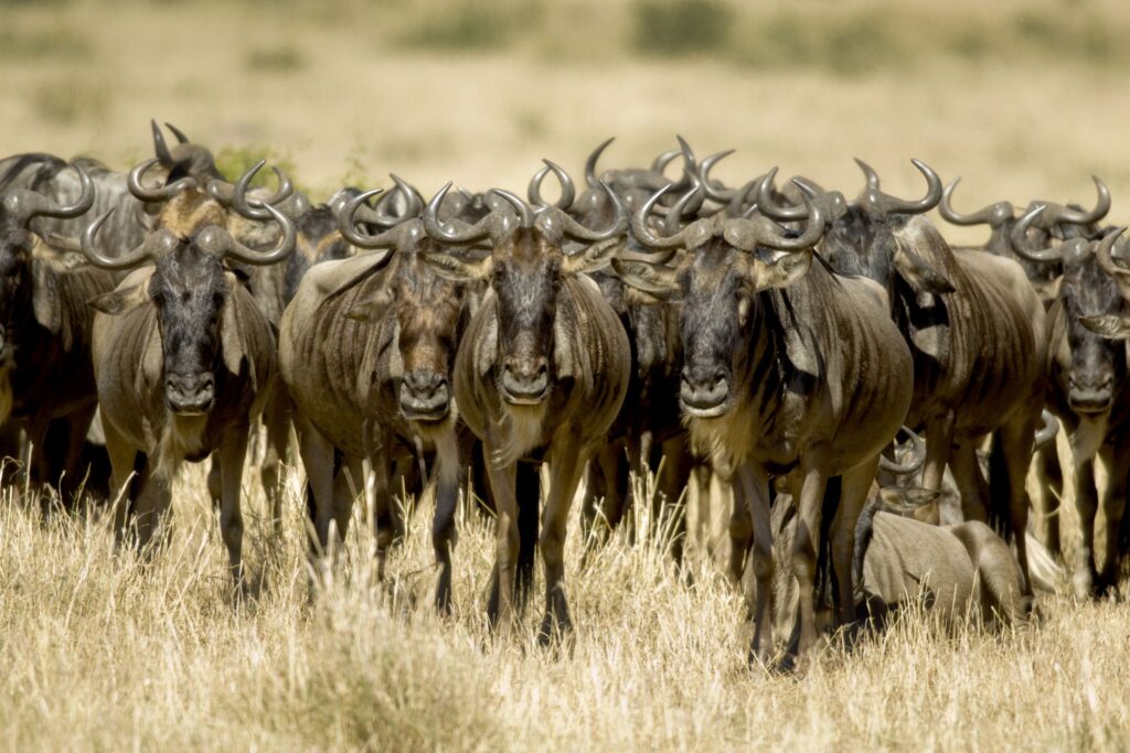 En flock gnuer går genom det ljusa gräset i Masai Mara
