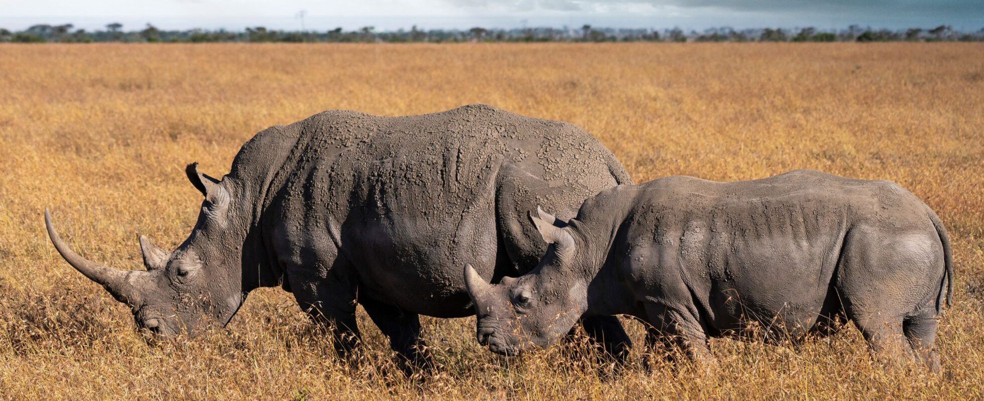 Två svarta noshörningar i det ljusa gräset i Ol Pejeta Conservancy