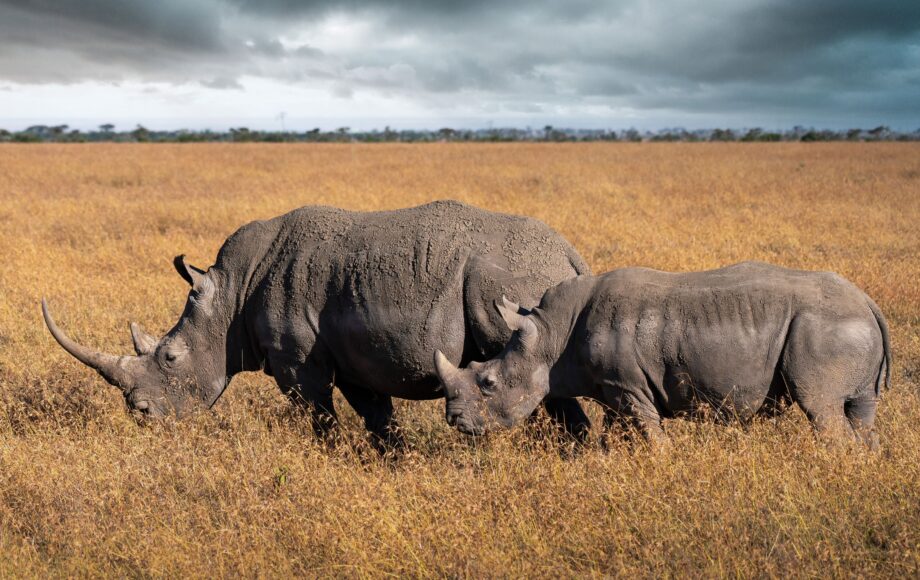 Två svarta noshörningar i det ljusa gräset i Ol Pejeta Conservancy