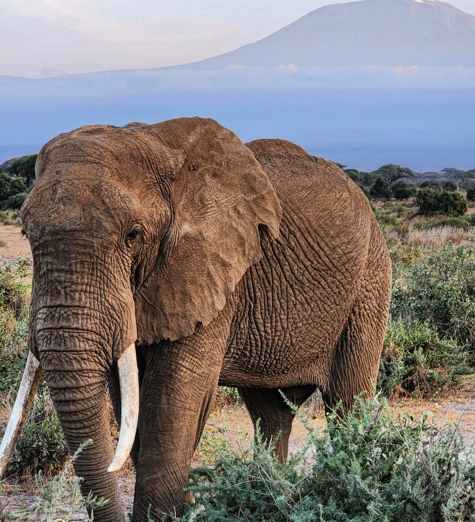 Elefant i Kenya med berg i bakgrunden