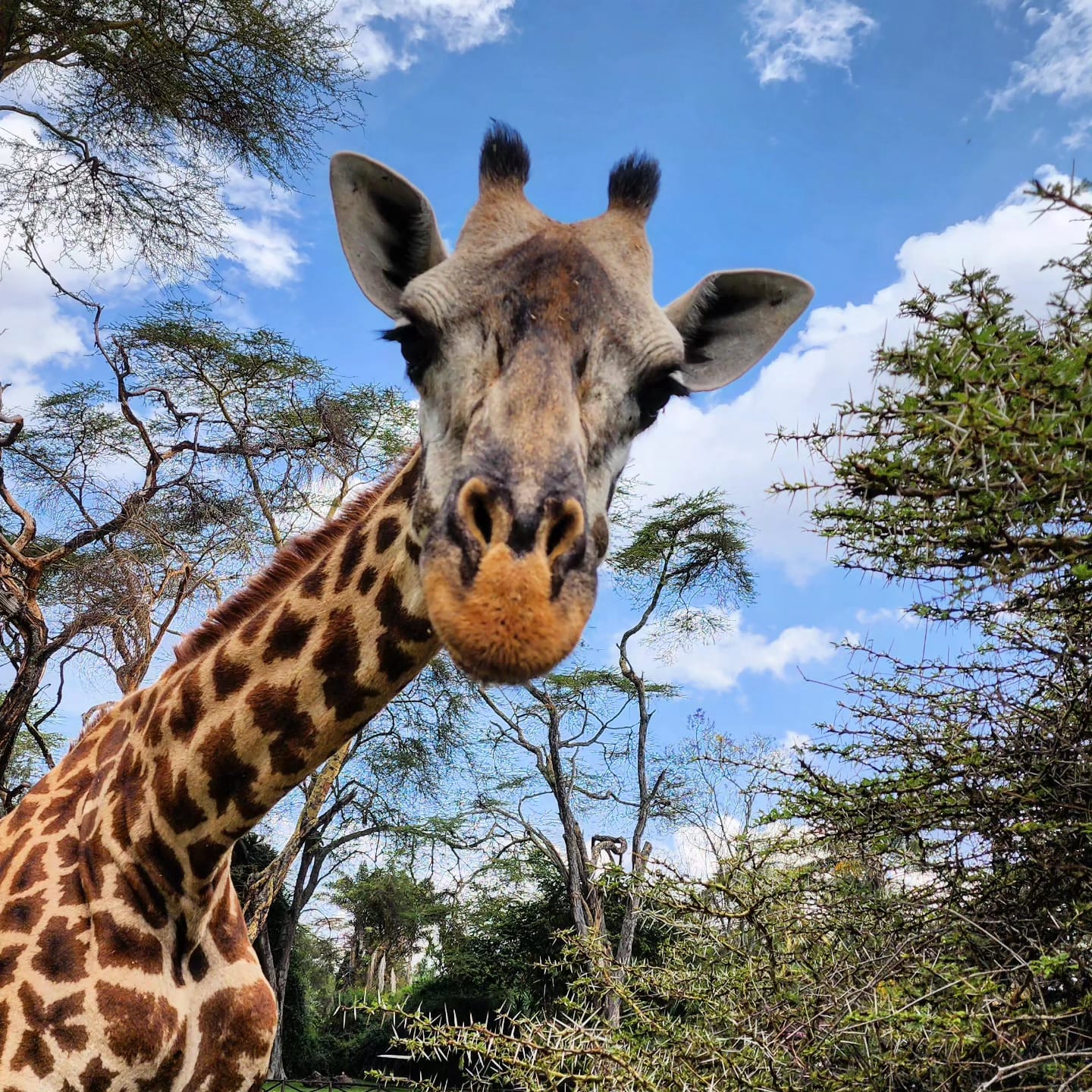 Giraff bland träd i Kenya