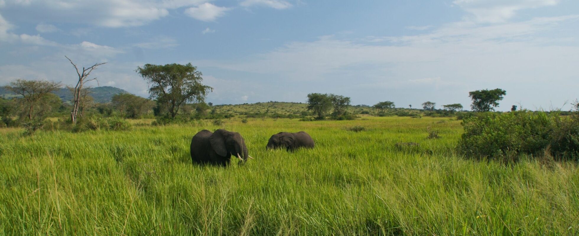 Elefantflock i grönt landskap i Ugandas nationalpark Queen Elisabeth
