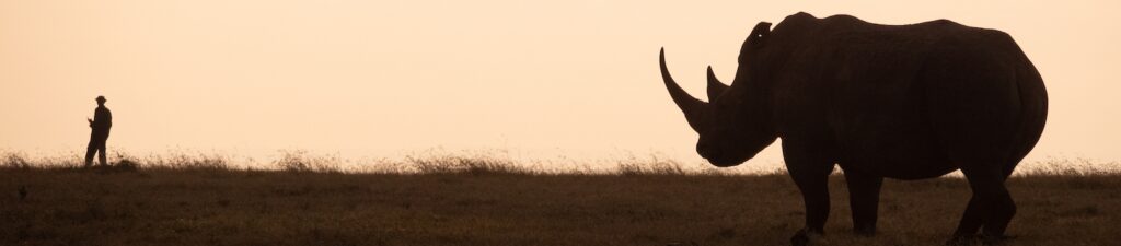 Noshörning i solnedgång i Afrika
