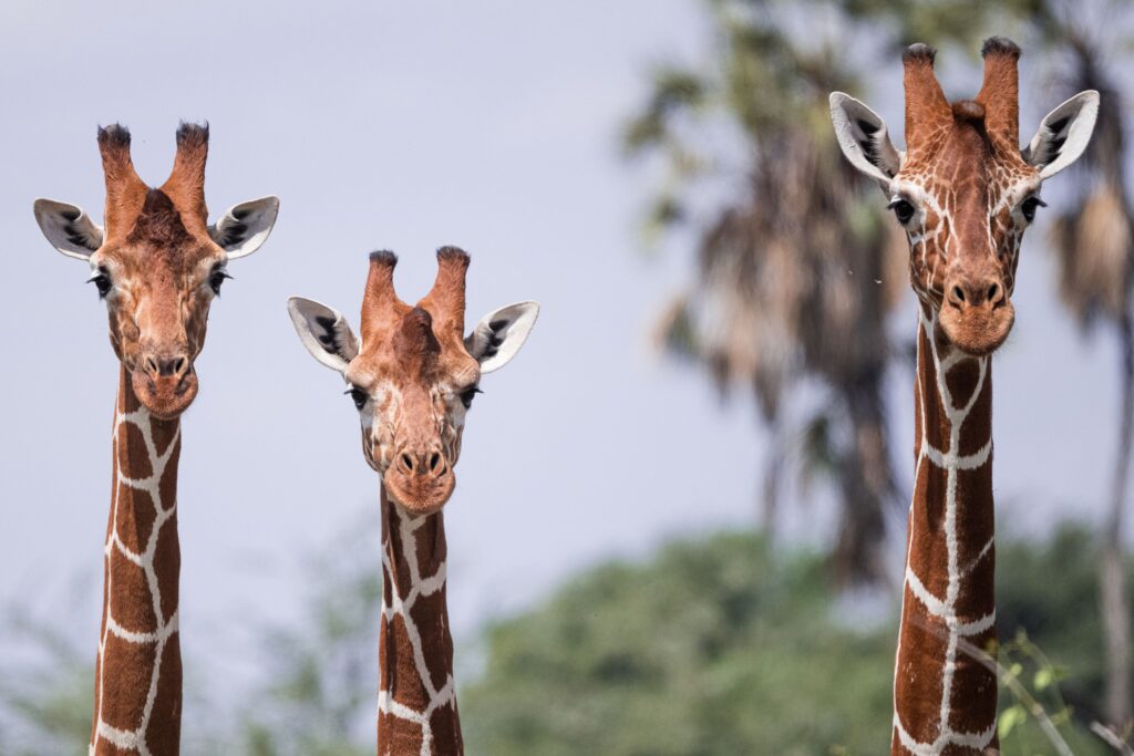 Tre giraffer bredvid varandra i Samburu nationalreservat