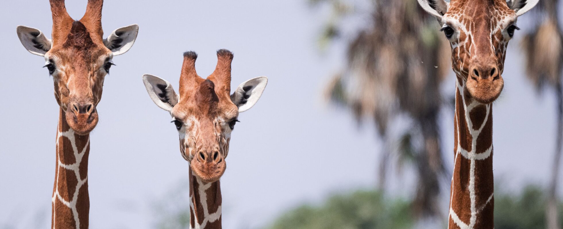 Tre giraffer bredvid varandra i Samburu nationalreservat