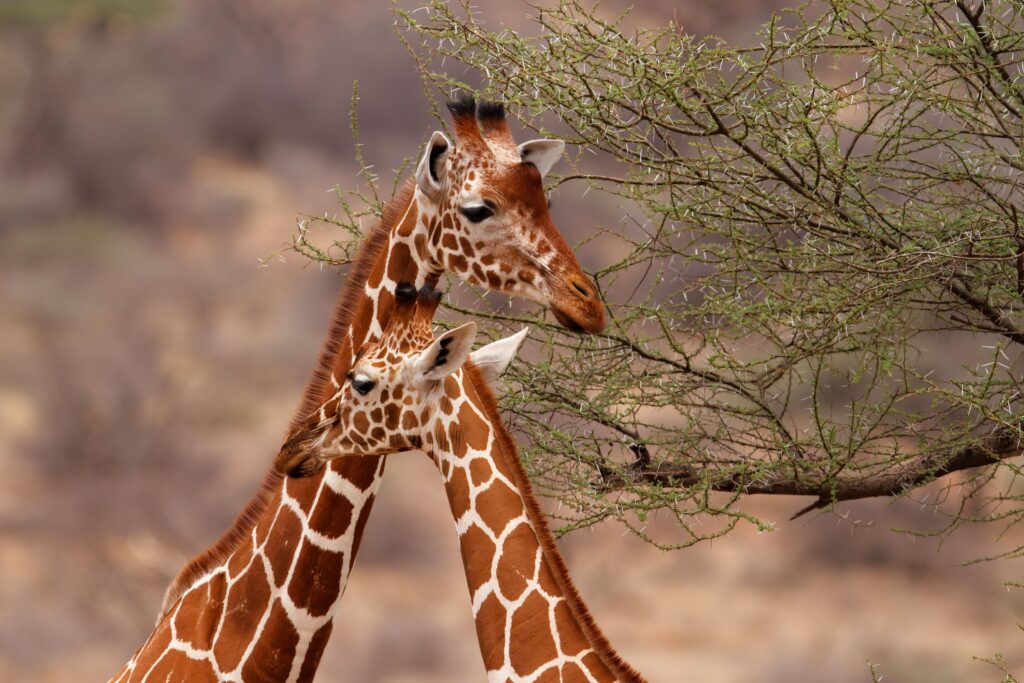Två giraffer vända mot varandra