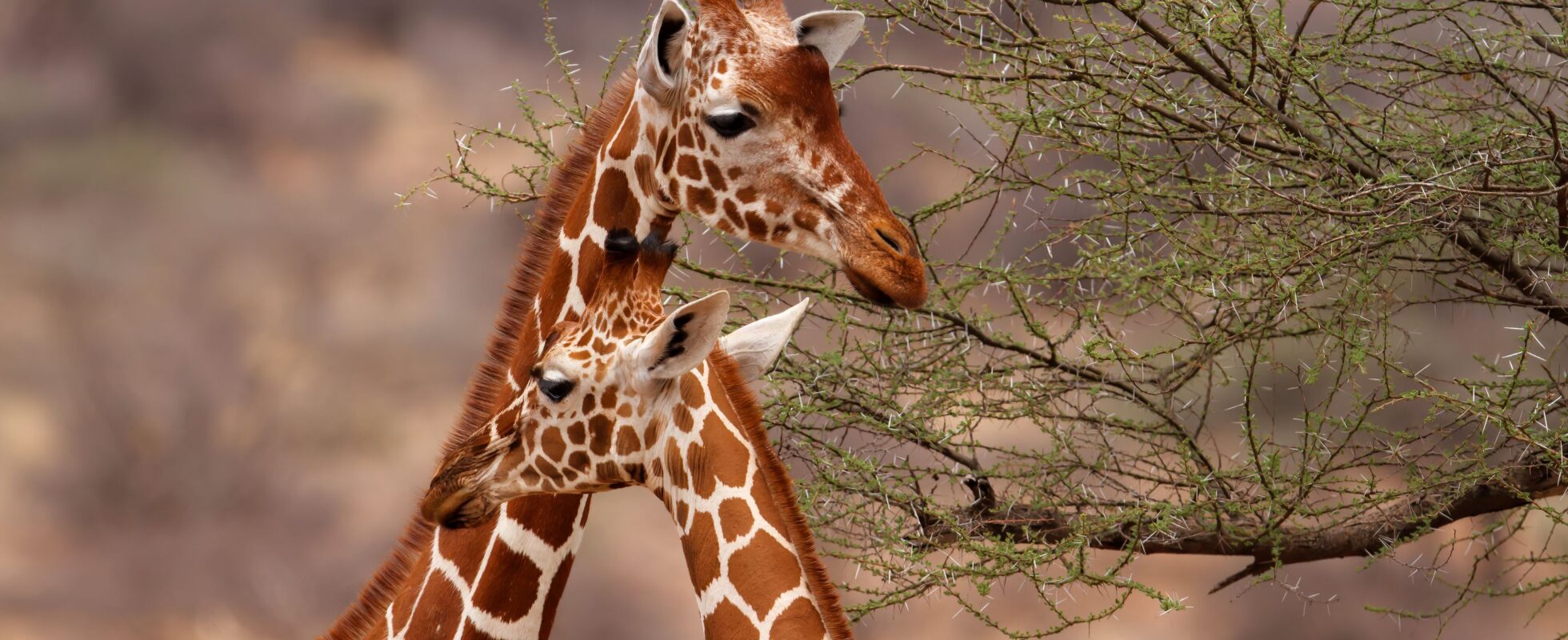 Två giraffer vända mot varandra