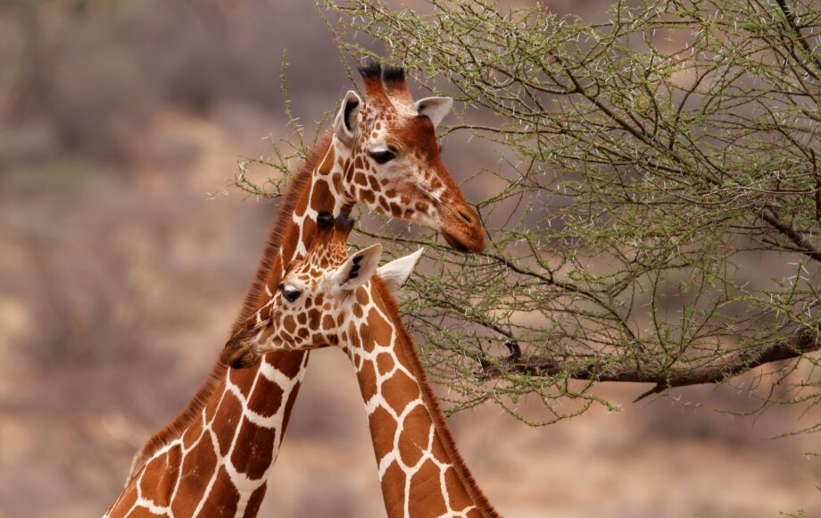 Två giraffer vända mot varandra