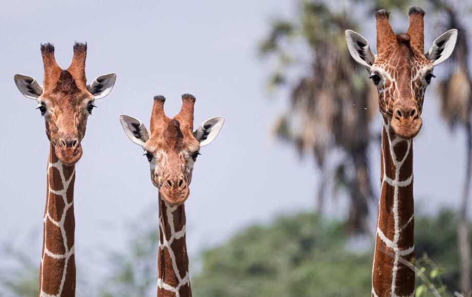 Tre giraffer bredvid varandra i Samburu nationalreservat