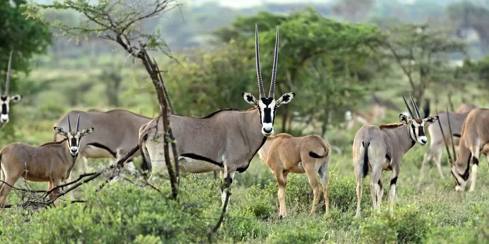 Beisa oryx djur i Kenya