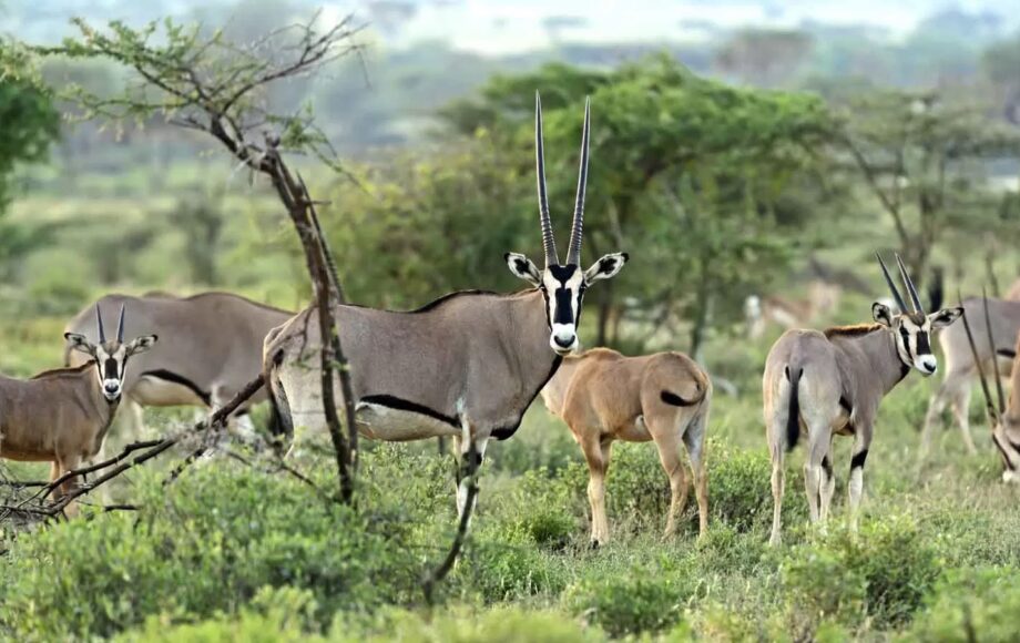 Beisa oryx djur i Kenya