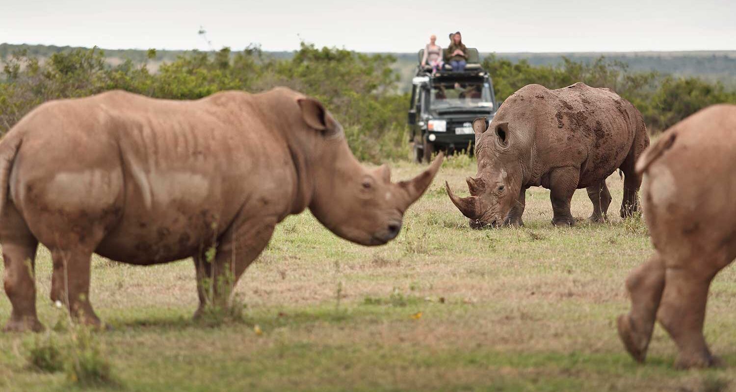 Två noshörningar och en safarijeep