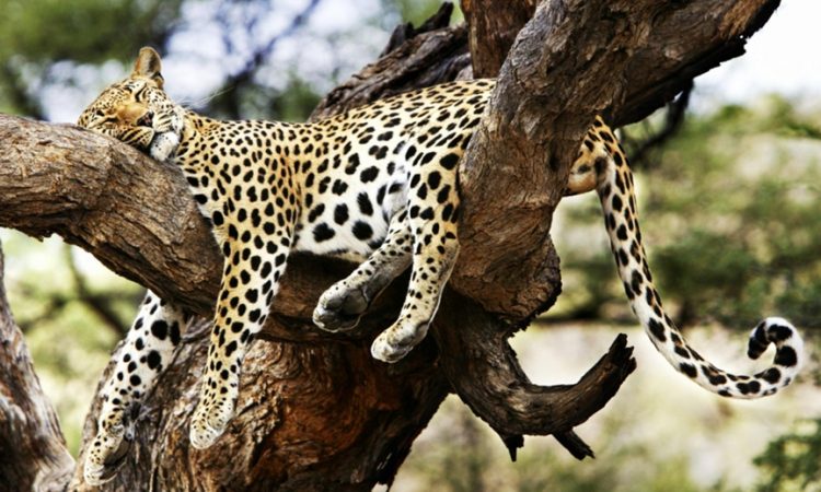 Leopard sover i ett träd