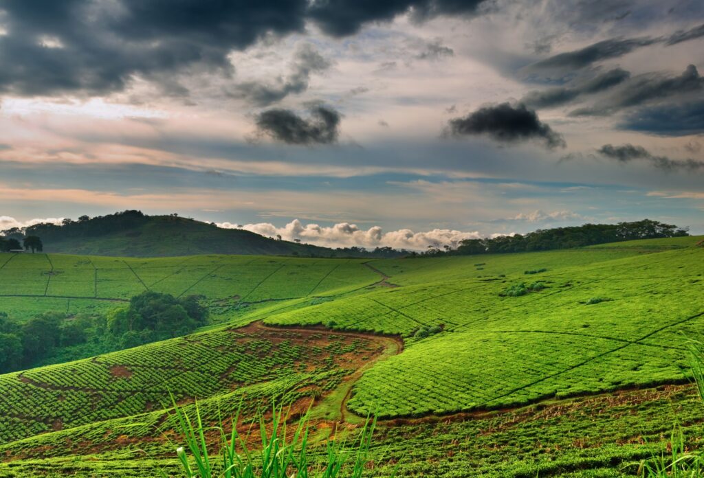 Teplantage i Uganda med vacker himmel och moln