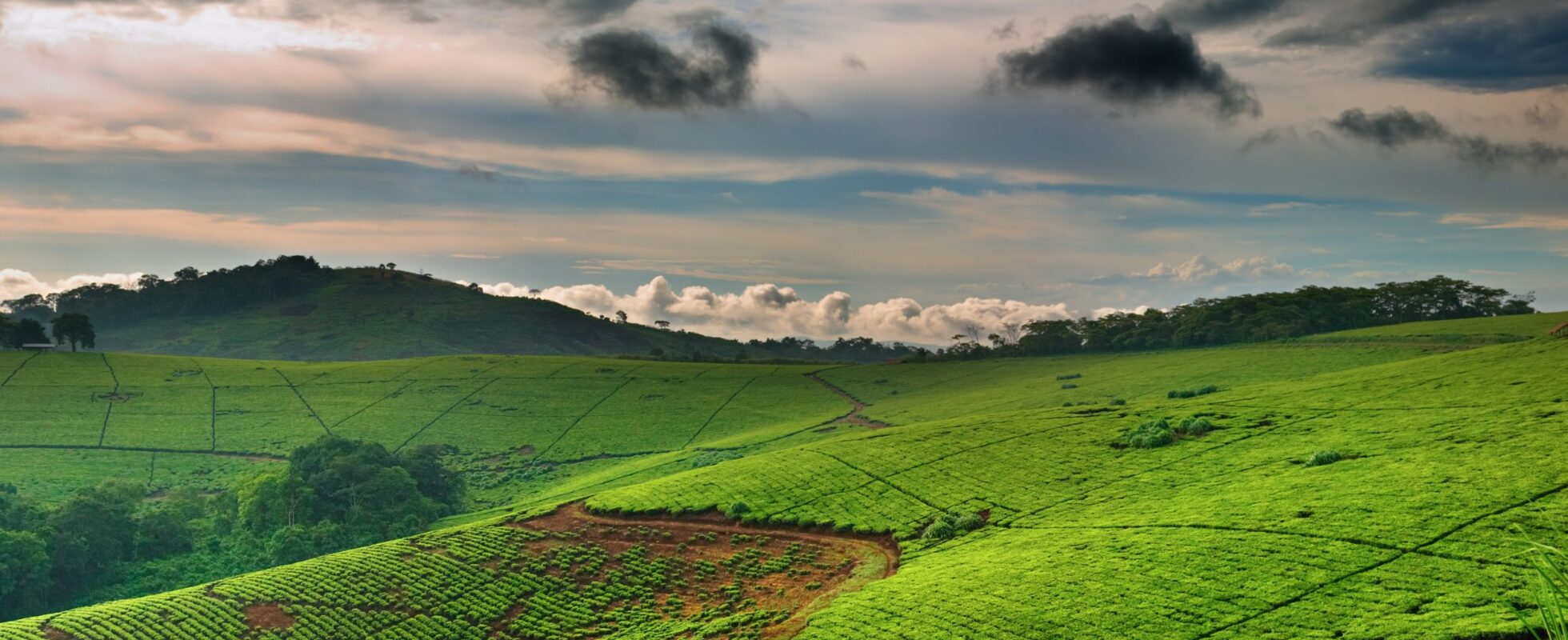 Teplantage i Uganda med vacker himmel och moln