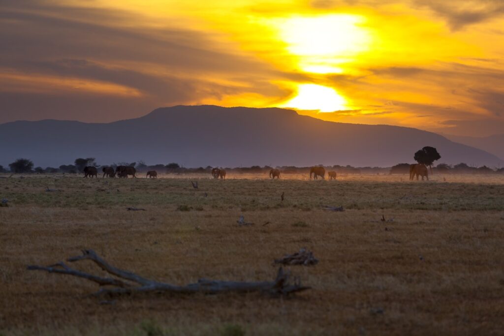 Tsavo-East nationalpark i solnedgång
