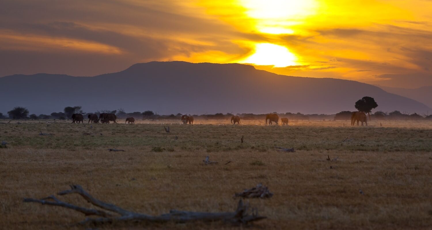 Tsavo-East nationalpark i solnedgång