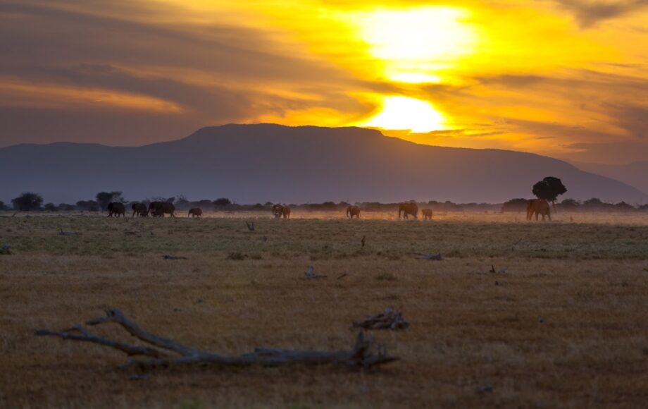 Tsavo-East nationalpark i solnedgång